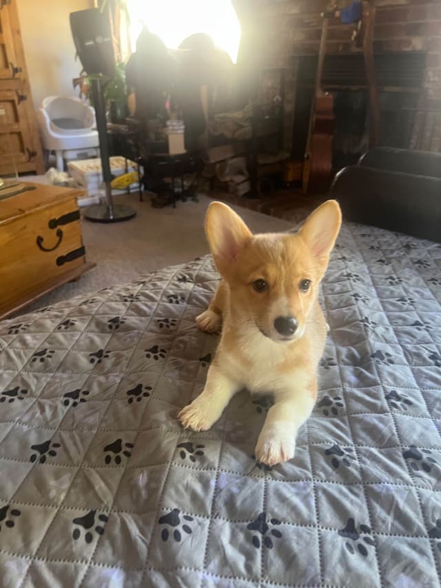 Pembroke Welsh Corgi Puppies media 14
