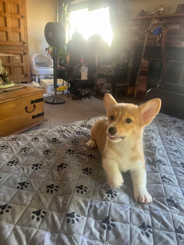 Pembroke Welsh Corgi Puppies media 13