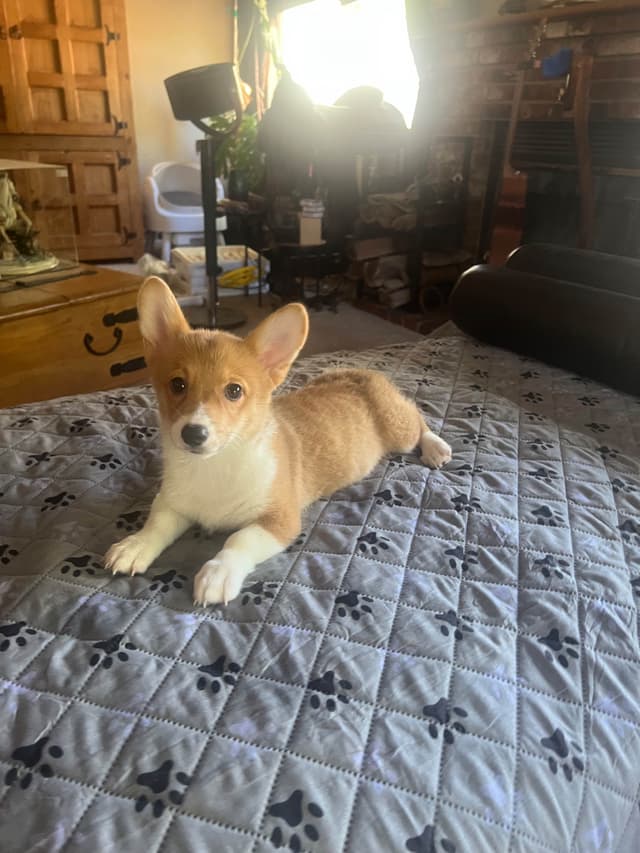 Pembroke Welsh Corgi Puppies media 15