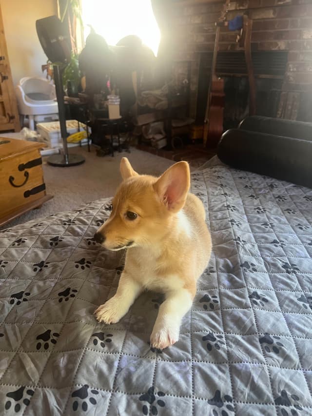 Pembroke Welsh Corgi Puppies media 20