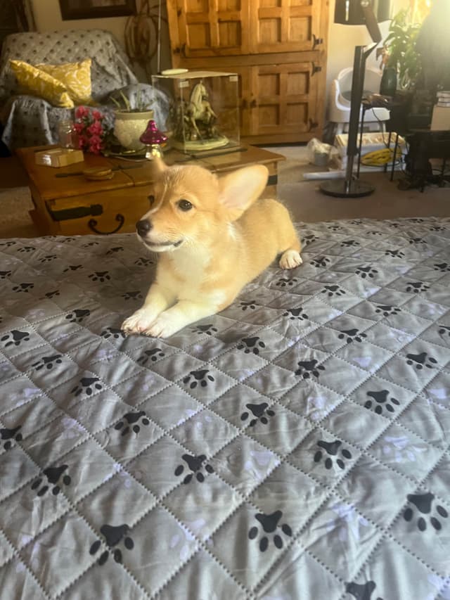Pembroke Welsh Corgi Puppies media 18