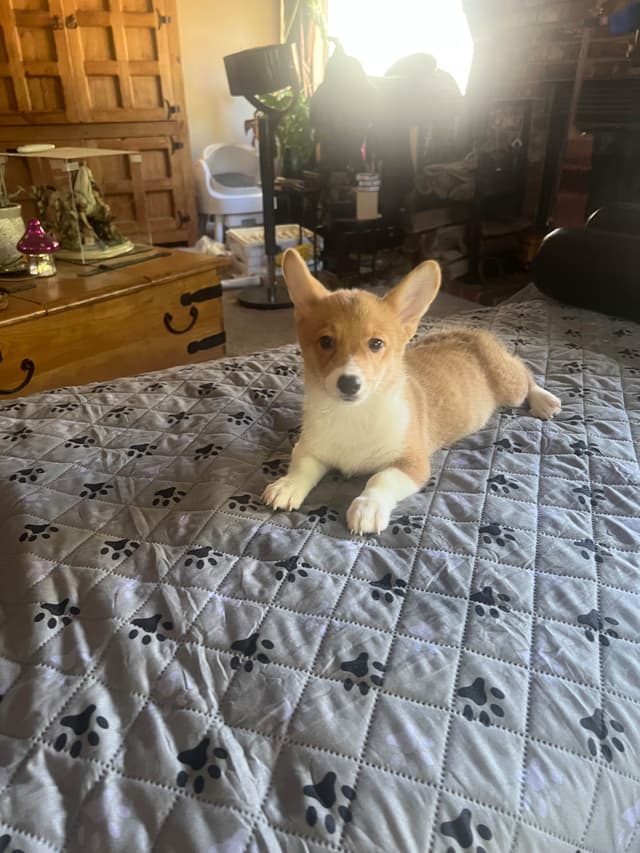 Pembroke Welsh Corgi Puppies media 17