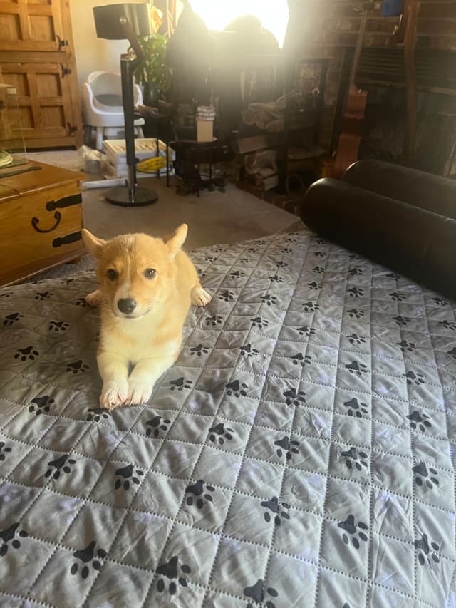 Pembroke Welsh Corgi Puppies media 19