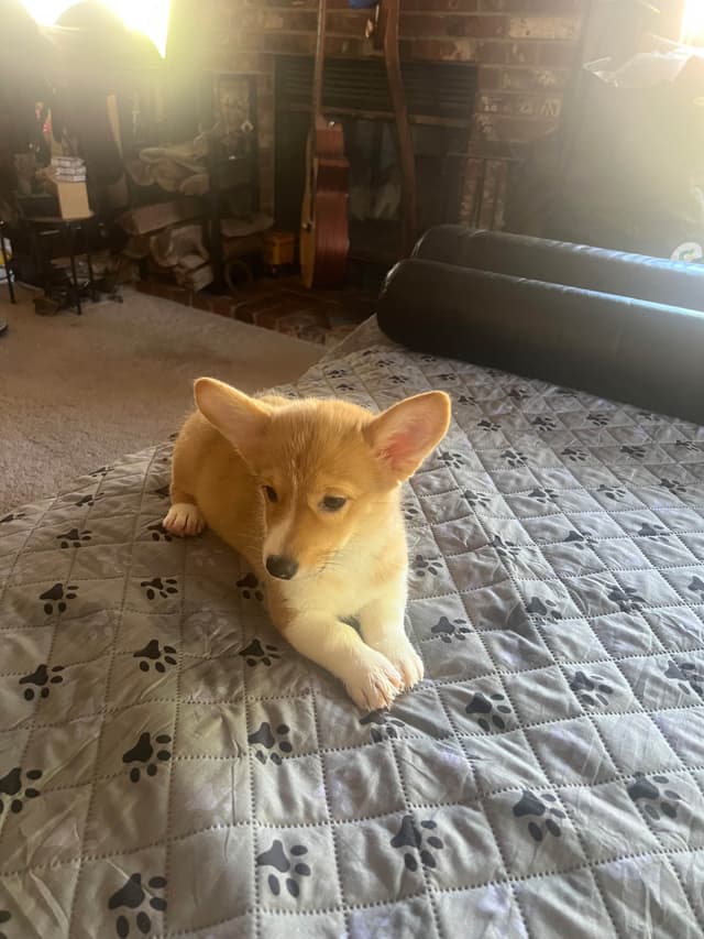 Pembroke Welsh Corgi Puppies media 25