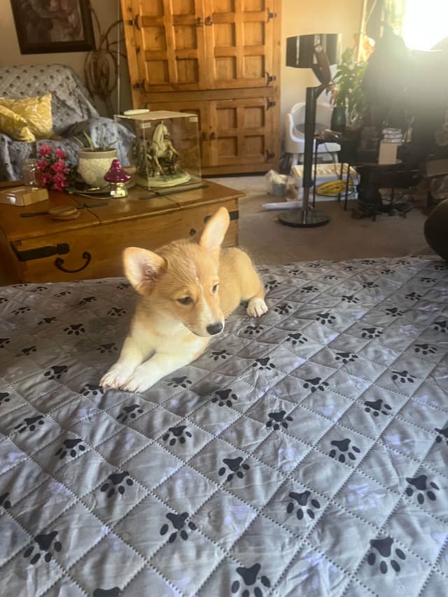 Pembroke Welsh Corgi Puppies media 22