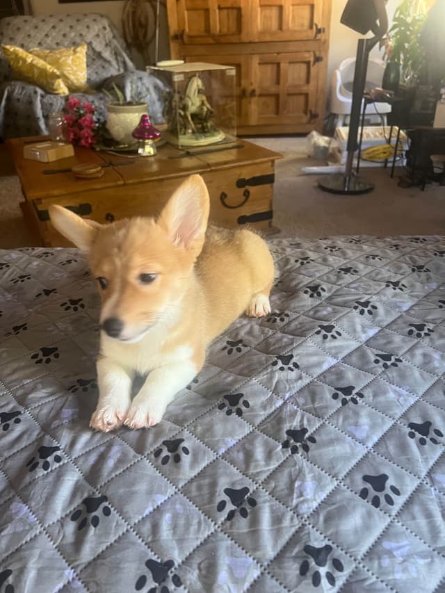 Pembroke Welsh Corgi Puppies media 24