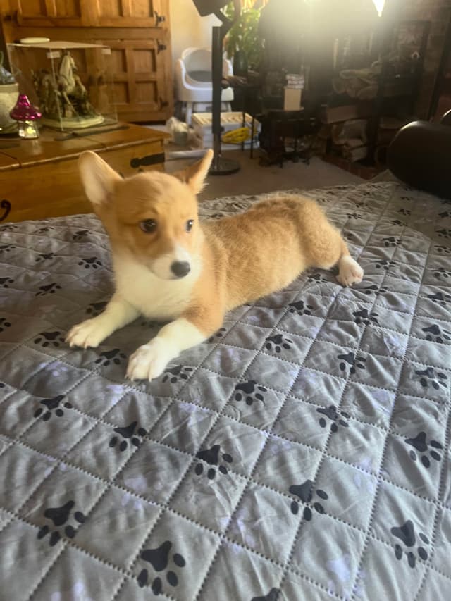 Pembroke Welsh Corgi Puppies media 23