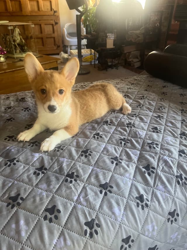 Pembroke Welsh Corgi Puppies media 21