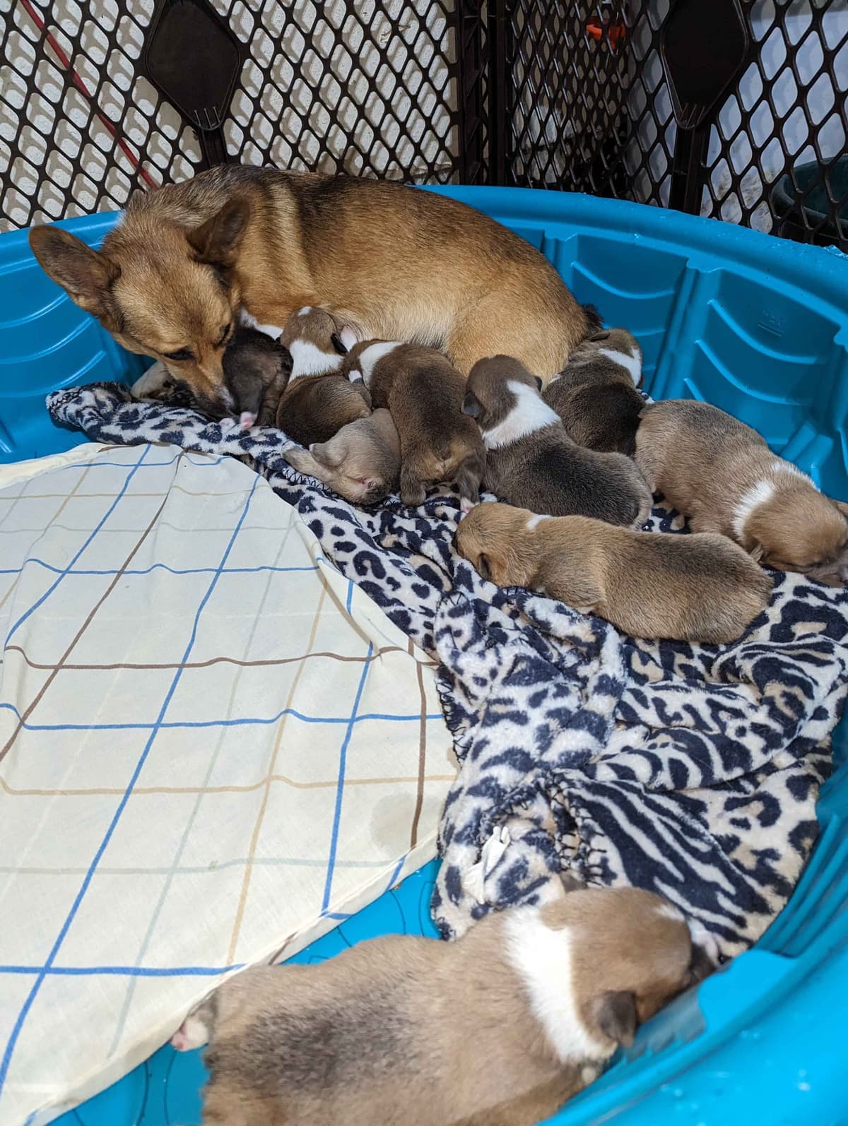 Pembroke Welsh Corgi Puppies breeder image 3