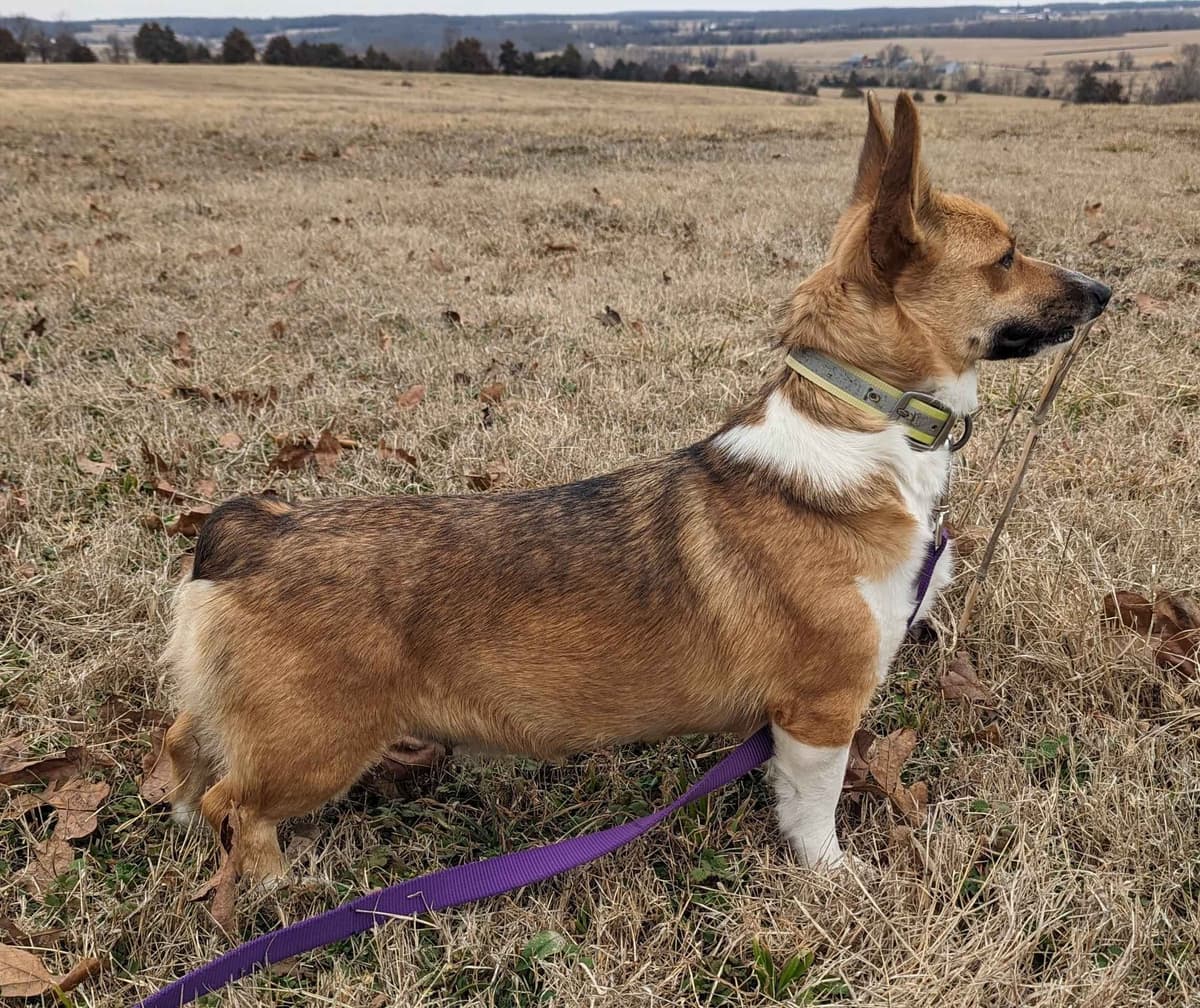 Pembroke Welsh Corgi Puppies breeder image 5