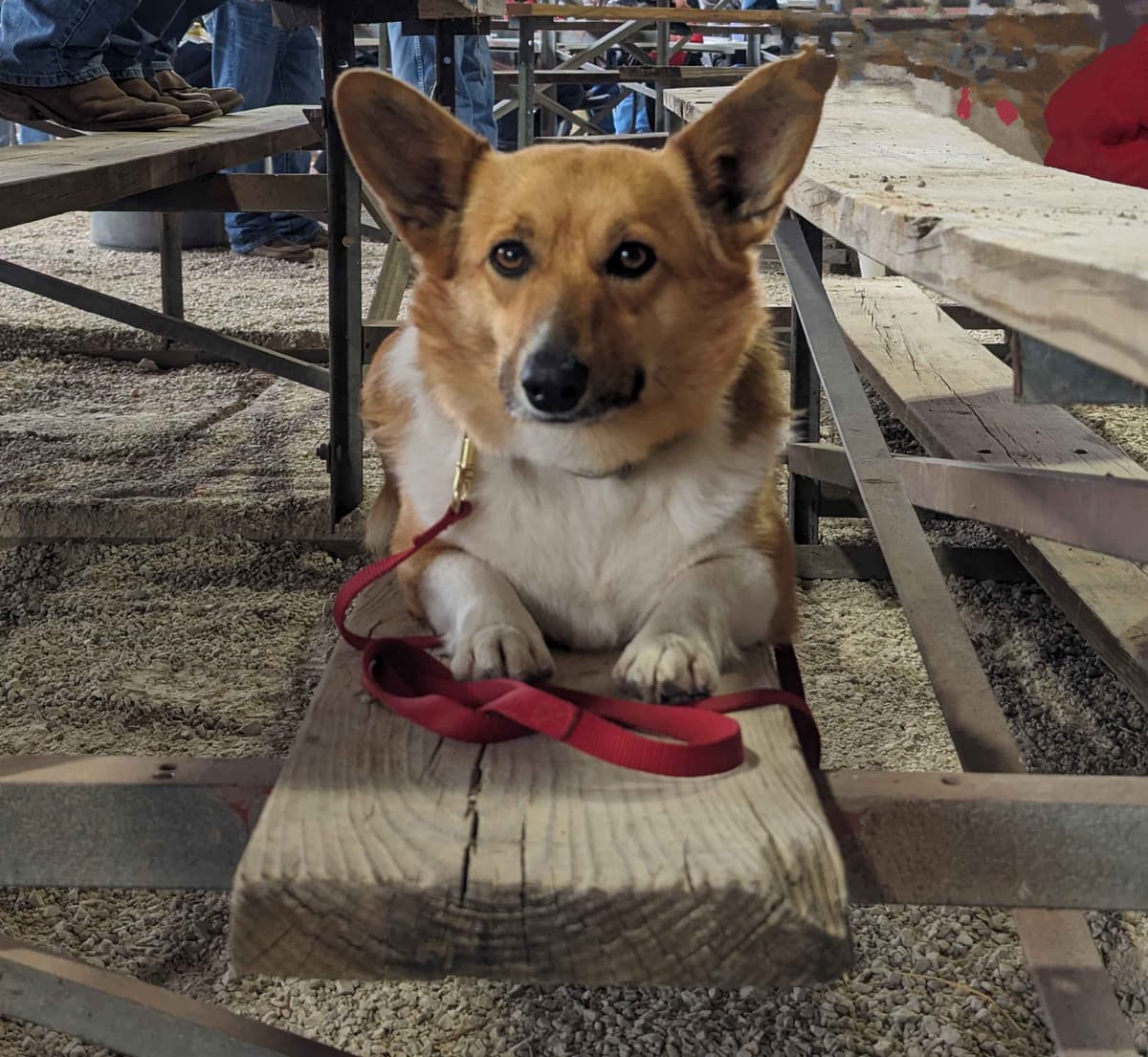 Pembroke Welsh Corgi Puppies breeder image 2
