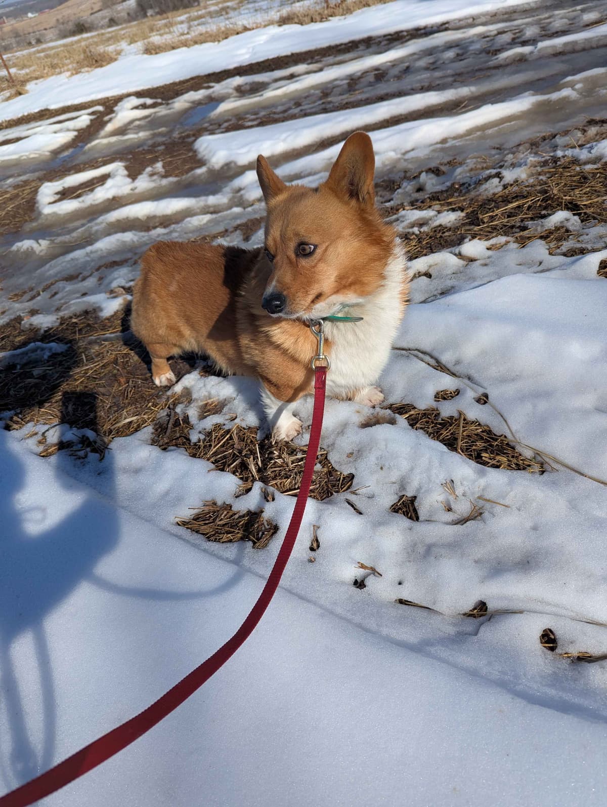 Pembroke Welsh Corgi Puppies breeder image 6
