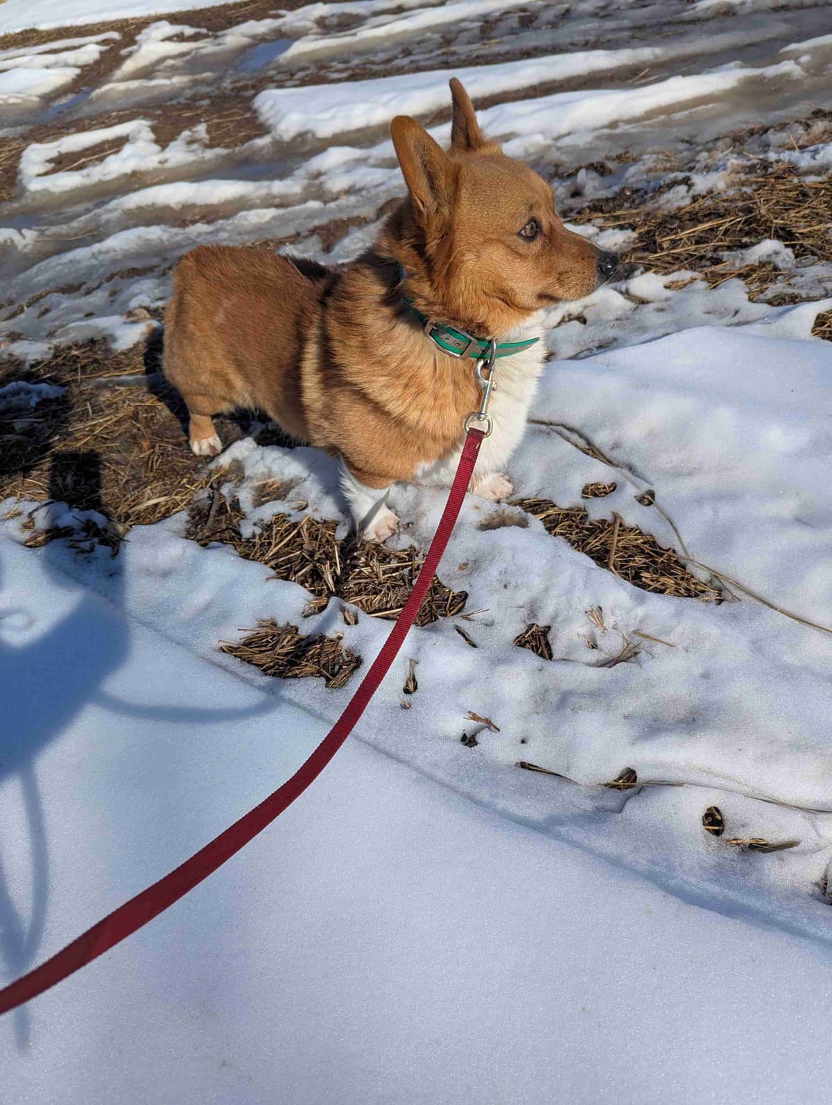 Pembroke Welsh Corgi Puppies breeder image 8