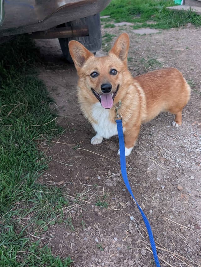 Pembroke Welsh Corgi Puppies media 2