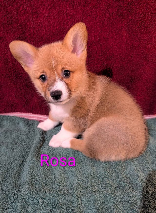Pembroke Welsh Corgi Puppies media 2
