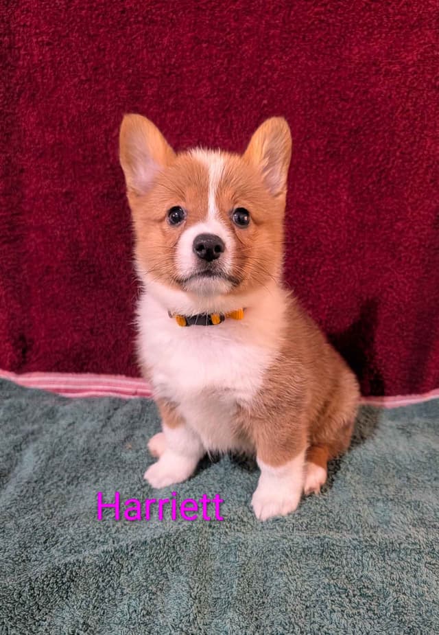 Pembroke Welsh Corgi Puppies media 3