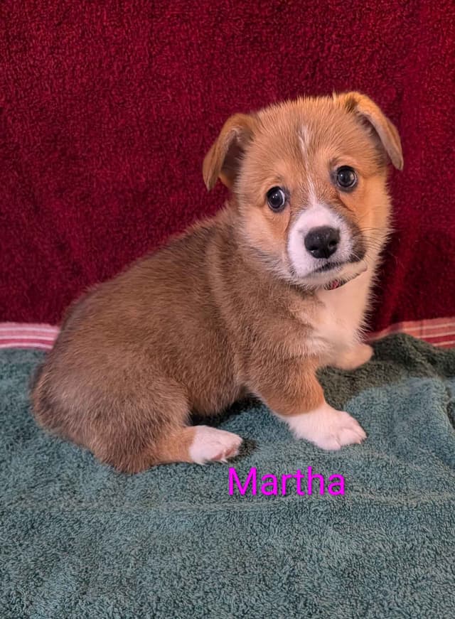 Pembroke Welsh Corgi Puppies media 4