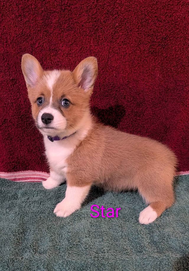 Pembroke Welsh Corgi Puppies media 5