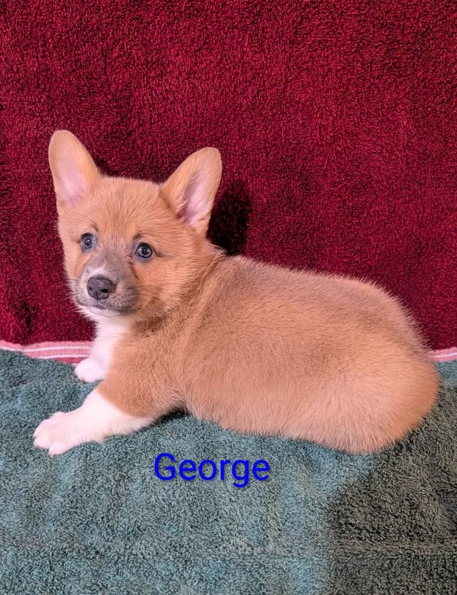 Pembroke Welsh Corgi Puppies media 6