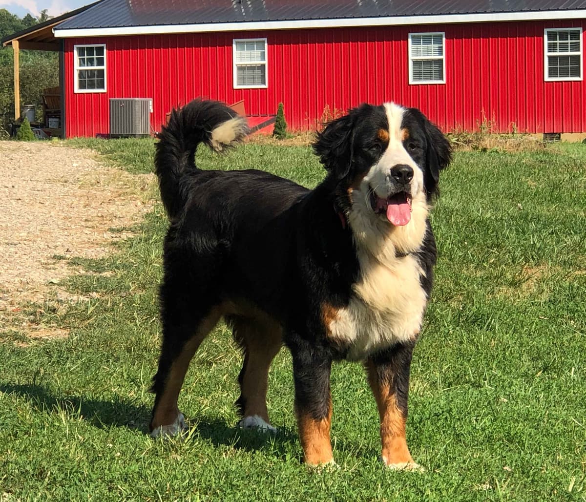 Bernese Mountain Dog Puppies breeder image 9