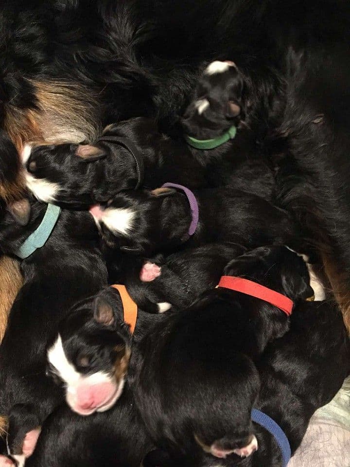 Bernese Mountain Dog Puppies breeder image 4