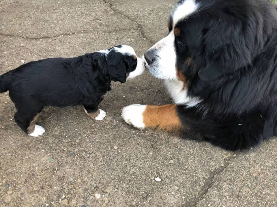 Bernese Mountain Dog Puppies breeder image 3