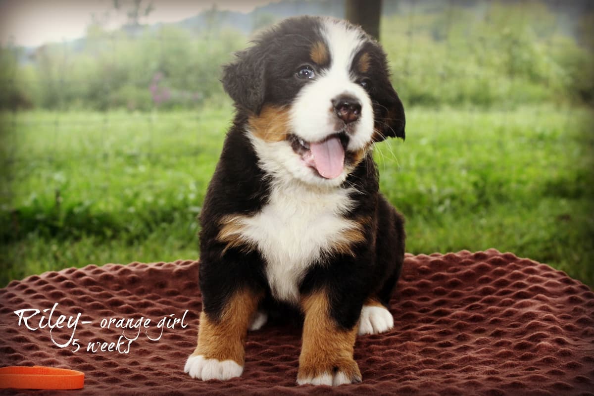 Bernese Mountain Dog Puppies breeder image 5