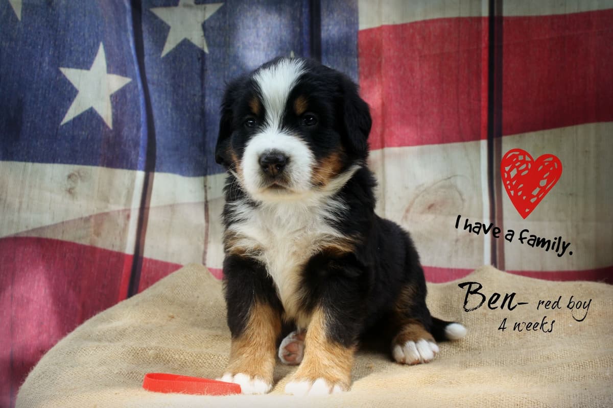 Bernese Mountain Dog Puppies breeder image 6