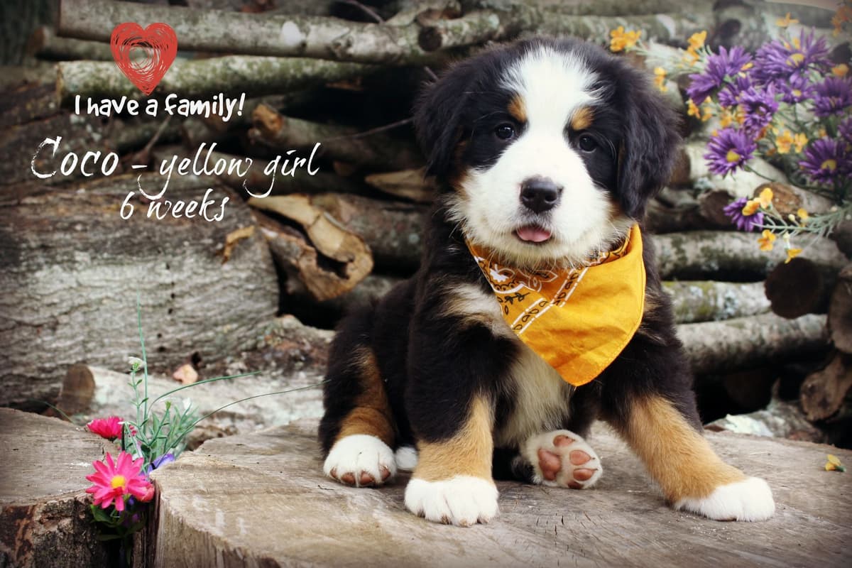 Bernese Mountain Dog Puppies breeder image 7