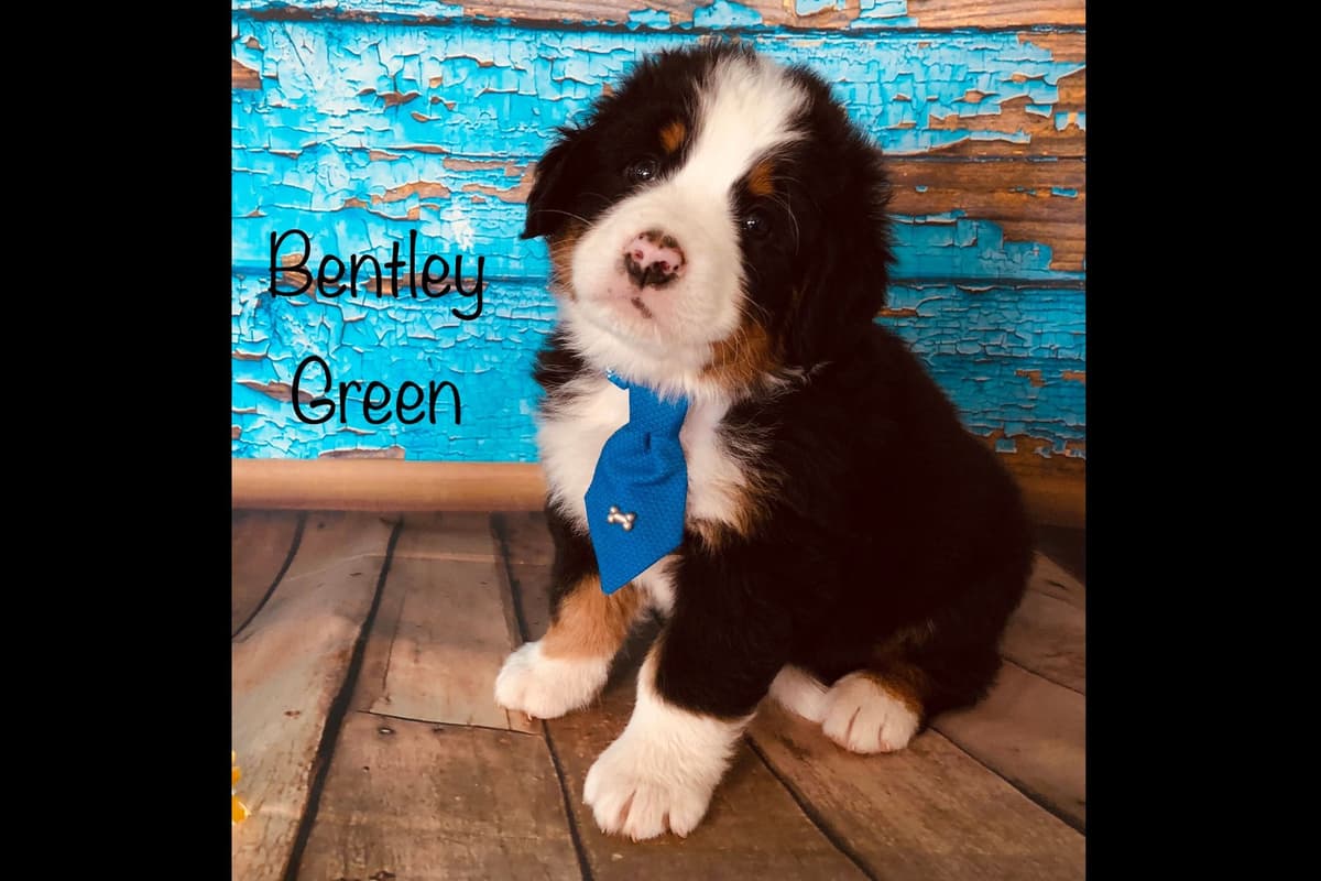 Bernese Mountain Dog Puppies breeder image 8