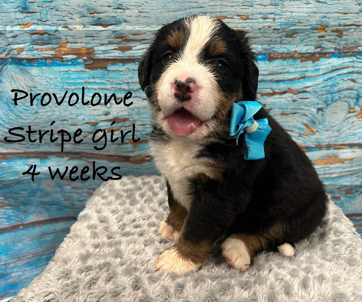 Bernese Mountain Dog Puppies breeder image 10