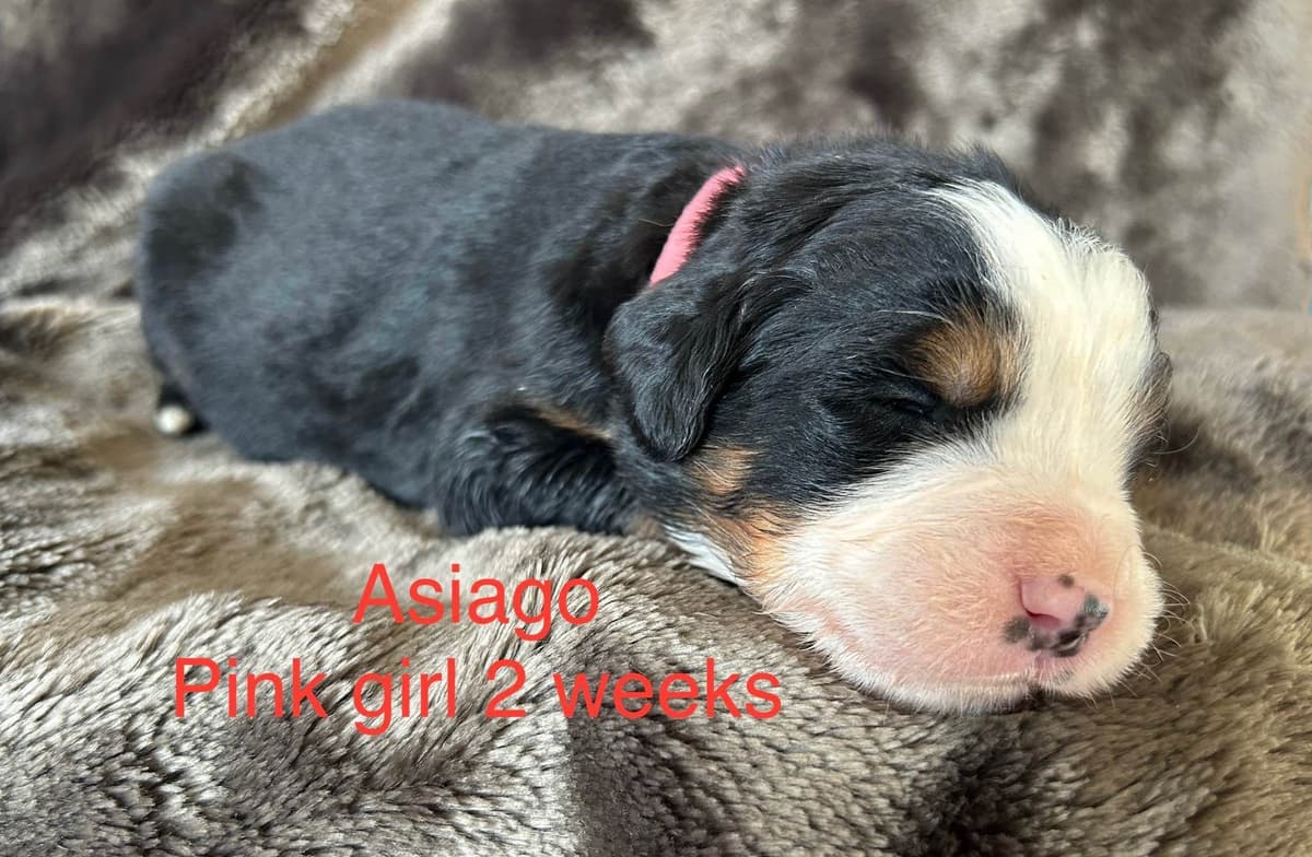 Bernese Mountain Dog Puppies breeder image 11