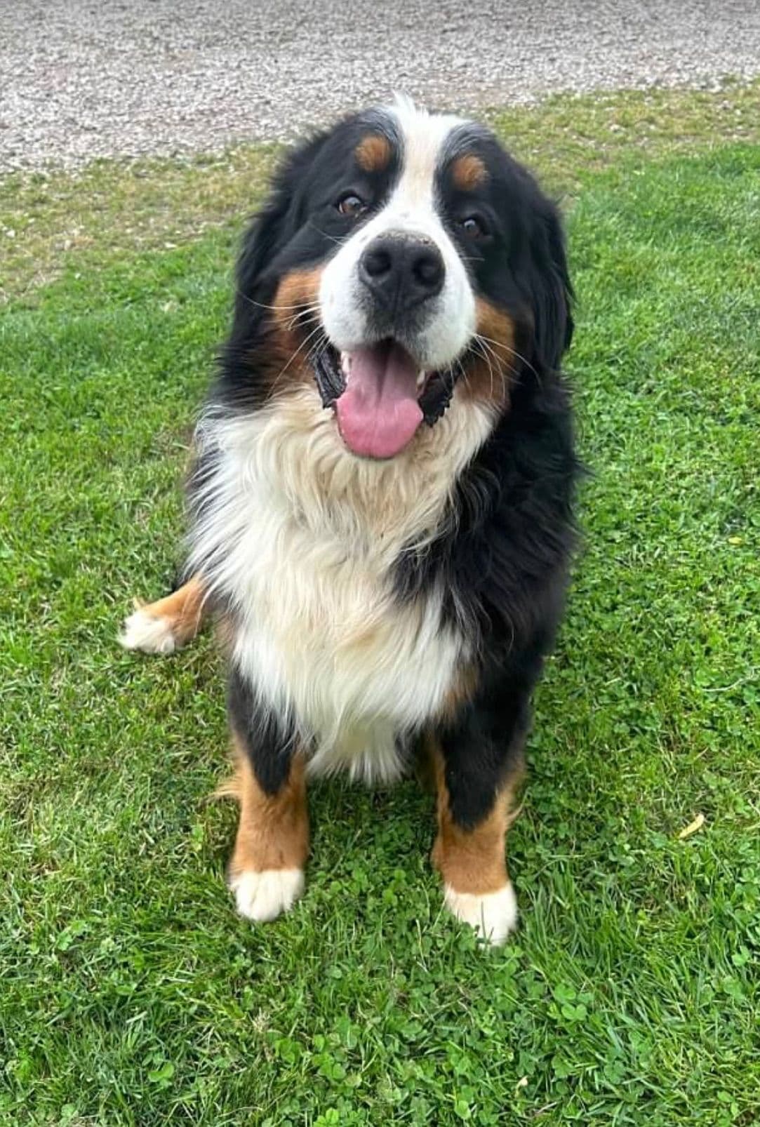 Bernese Mountain Dog Puppies breeder image 12