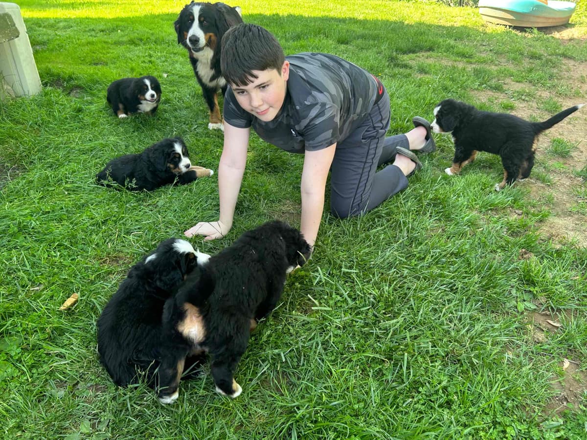 Bernese Mountain Dog Puppies breeder image 14