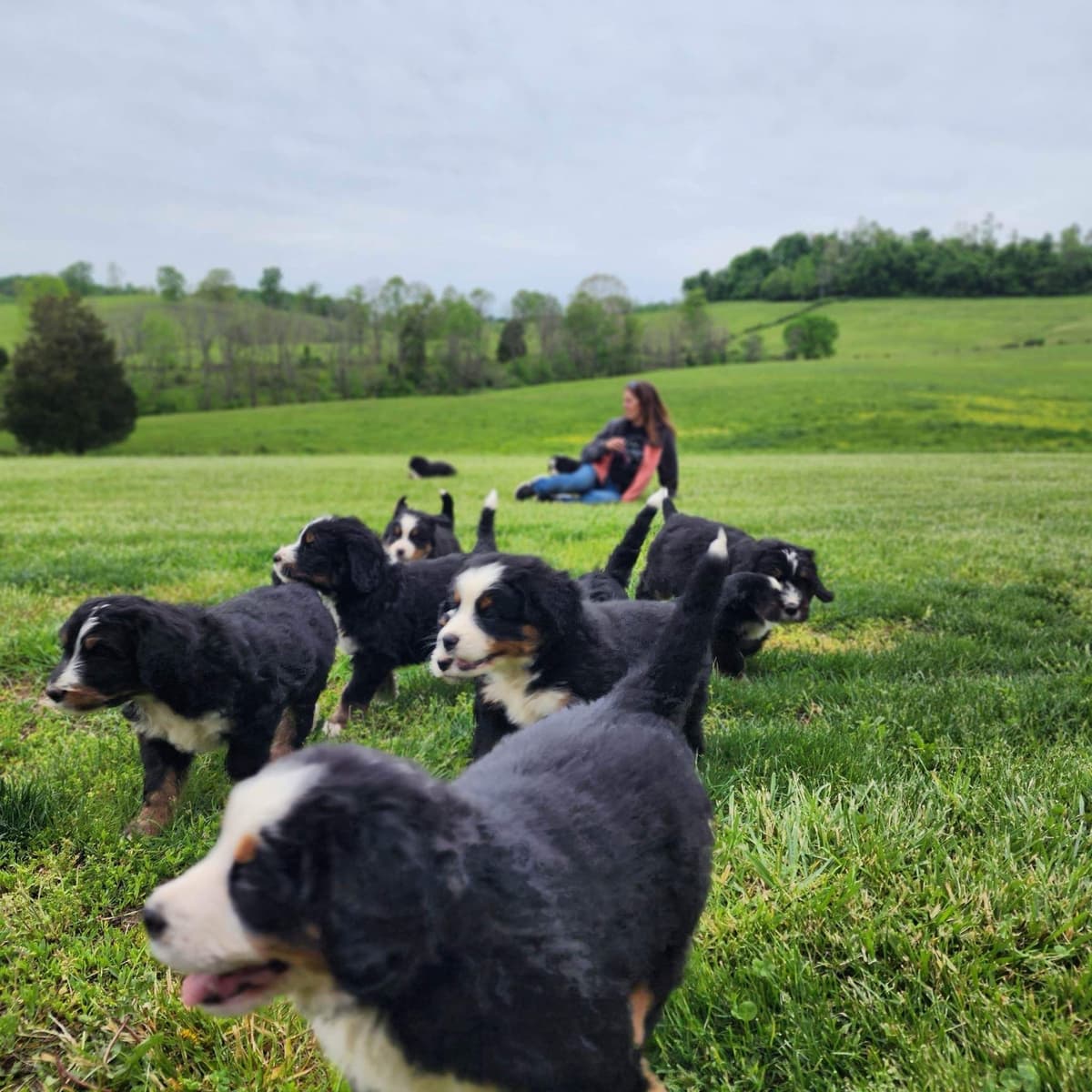 Bernese Mountain Dog Puppies breeder image 13