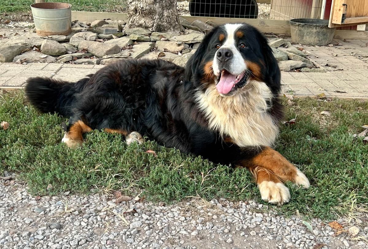Bernese Mountain Dog Puppies breeder image 15