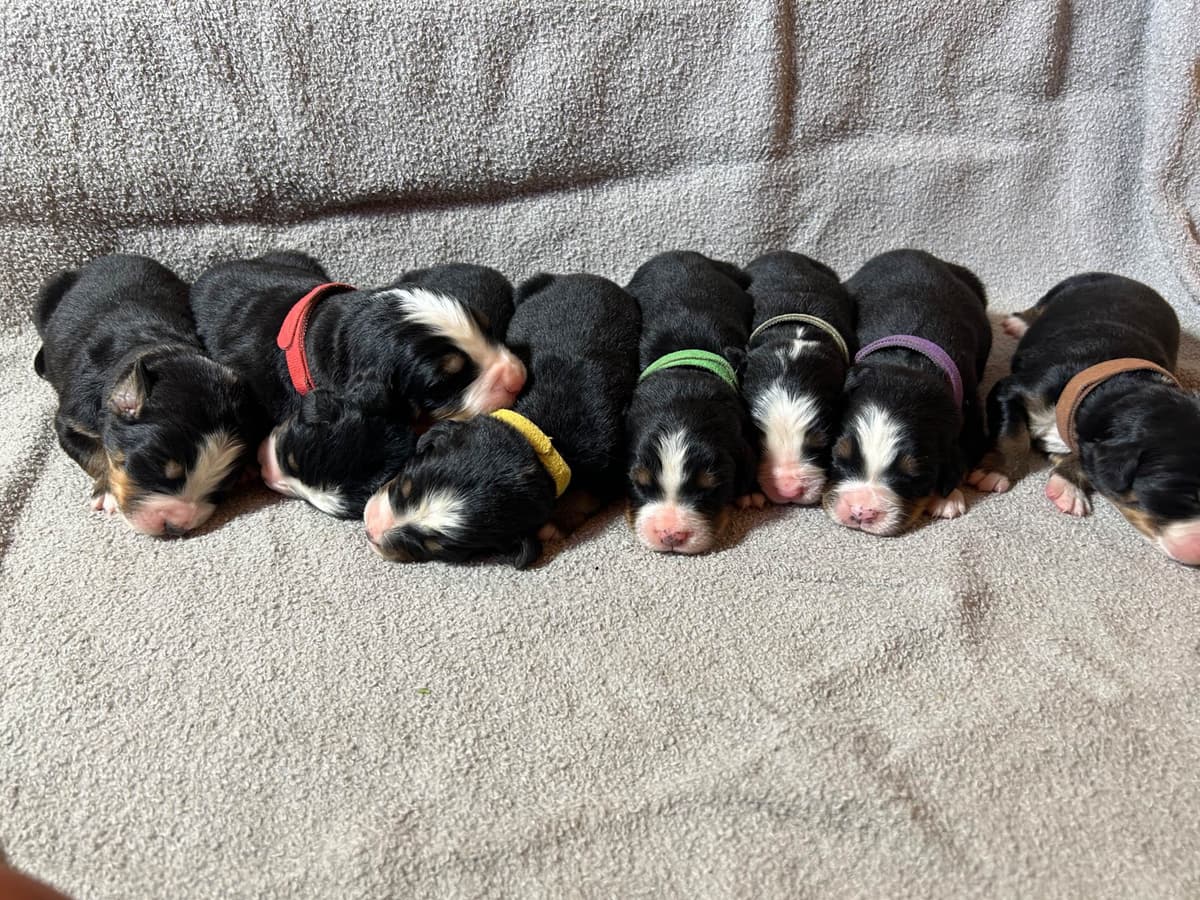 Bernese Mountain Dog Puppies breeder image 16