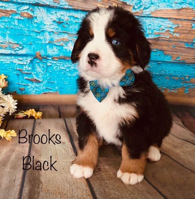 Bernese Mountain Dog Puppies breeder image 18