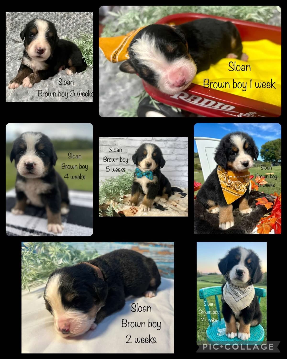 Bernese Mountain Dog Puppies breeder image 19