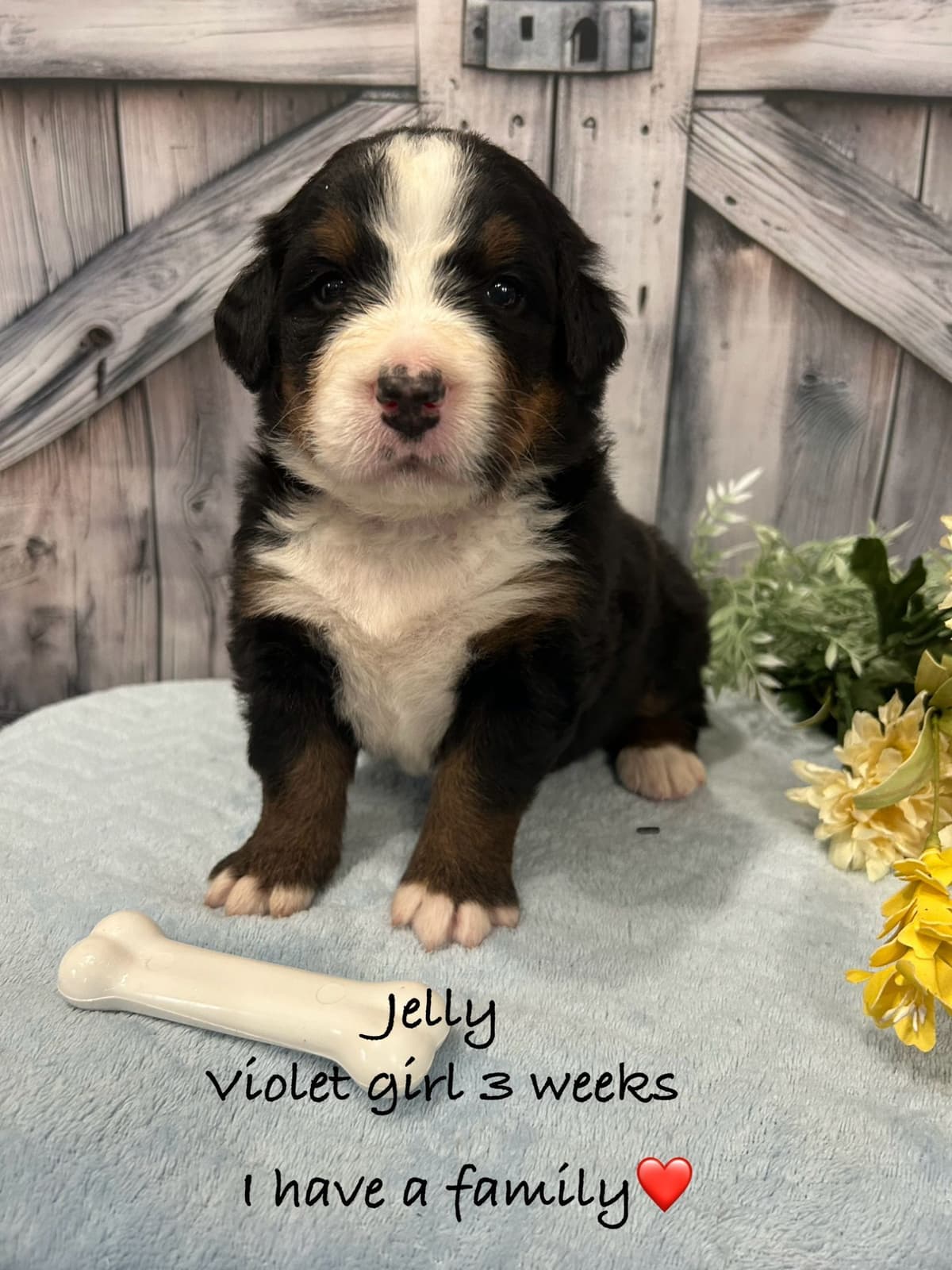 Bernese Mountain Dog Puppies breeder image 20