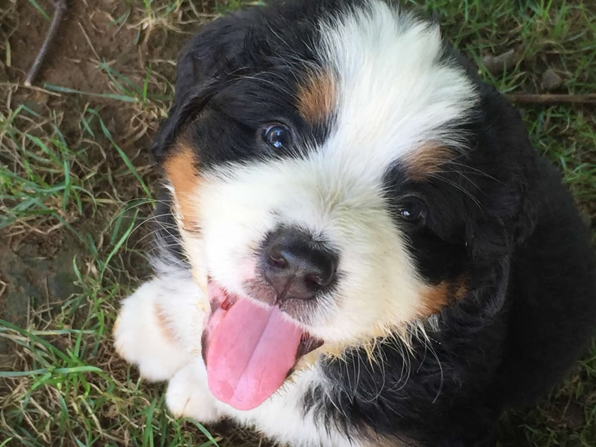 Bernese Mountain Dog Puppies breeder image 1