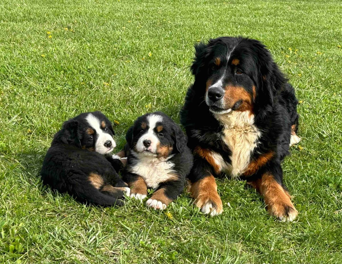 Bernese Mountain Dog Puppies breeder image 21