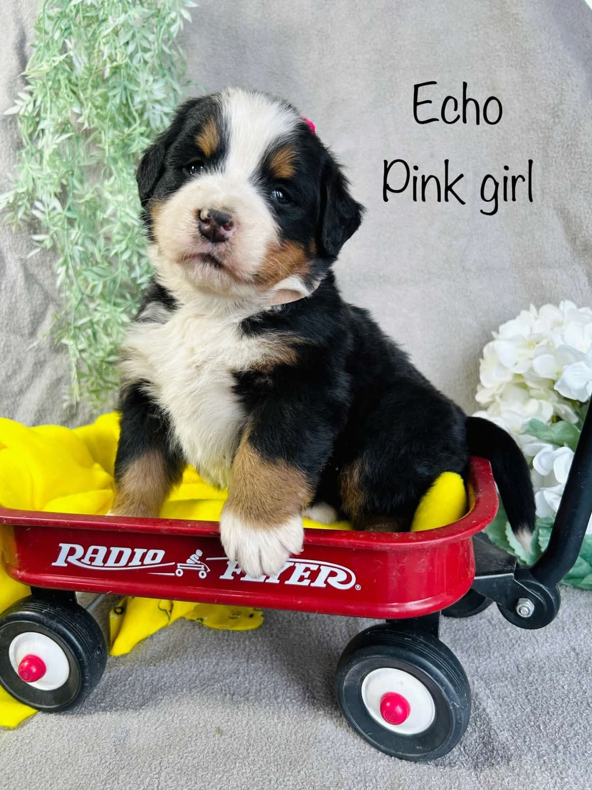 Bernese Mountain Dog Puppies breeder image 22