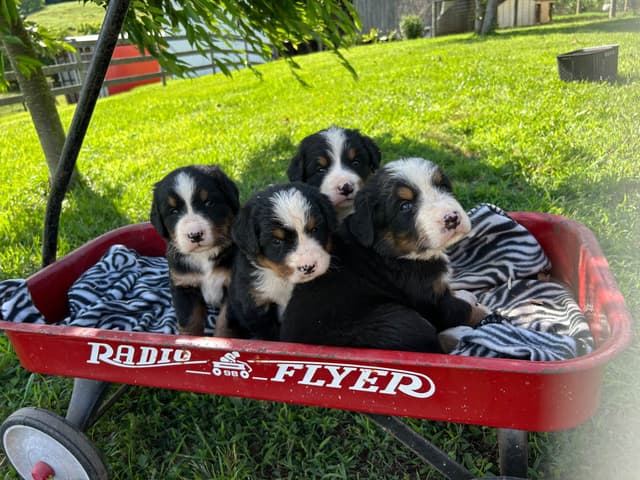 Barefoot Farm Bernese Mountain Dog Puppies media 7
