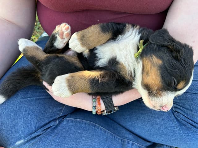 Barefoot Farm Bernese Mountain Dog Puppies media 10