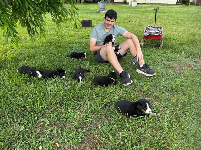 Barefoot Farm Bernese Mountain Dog Puppies media 9