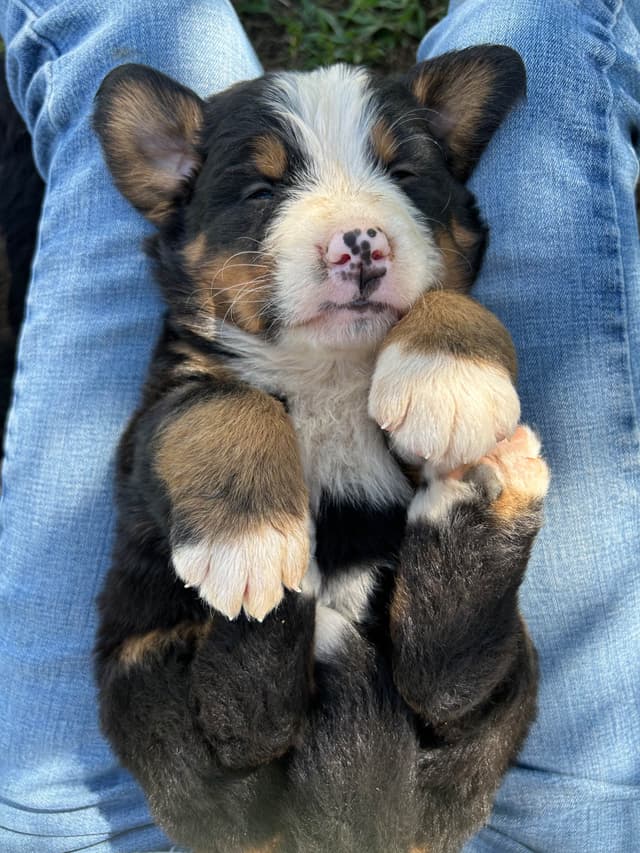 Barefoot Farm Bernese Mountain Dog Puppies media 6