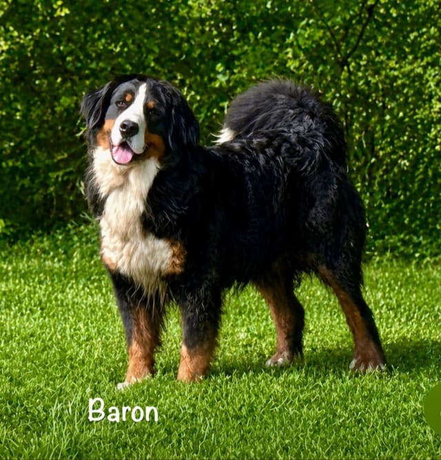 Barefoot Farm Bernese Mountain Dog Puppies media 8