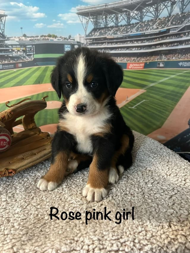 Barefoot Farm Bernese Mountain Dog Puppies media 2