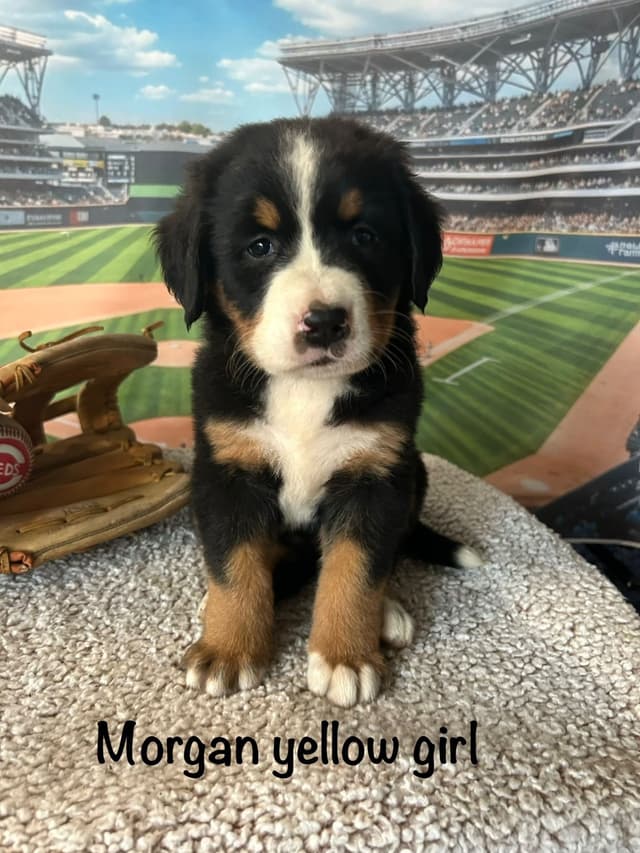 Barefoot Farm Bernese Mountain Dog Puppies media 3